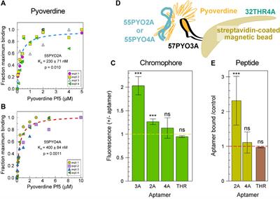 Pyoverdine binding aptamers and label-free electrochemical detection of pseudomonads